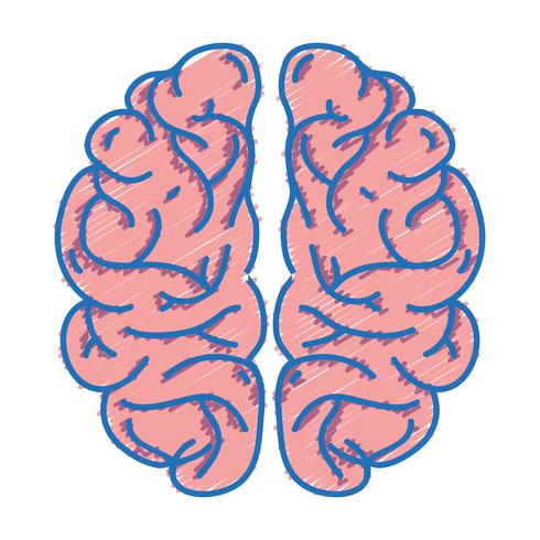 l&#39;anatomie du cerveau humain à la créativité et à l&#39;intellect vecteur