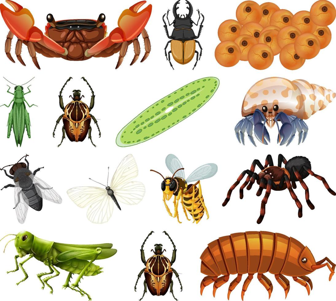 différents types d'insectes et d'animaux sur fond blanc vecteur