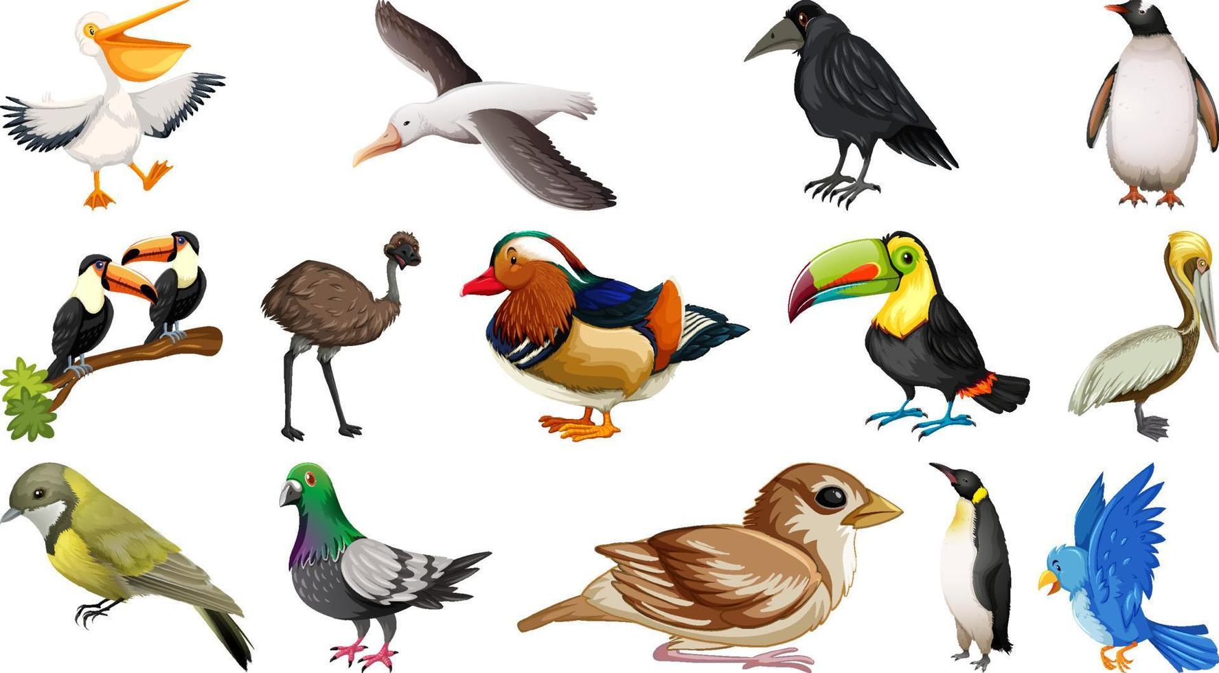 collection de différents types d'oiseaux vecteur