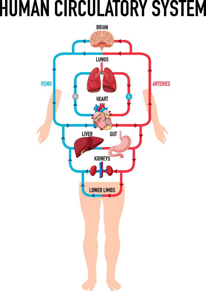 schéma montrant le système circulatoire humain vecteur