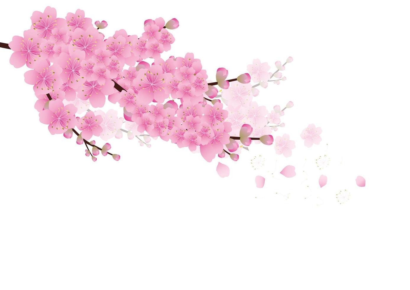fond de fleurs de sakura. fleur de cerisier isolé fond blanc vecteur