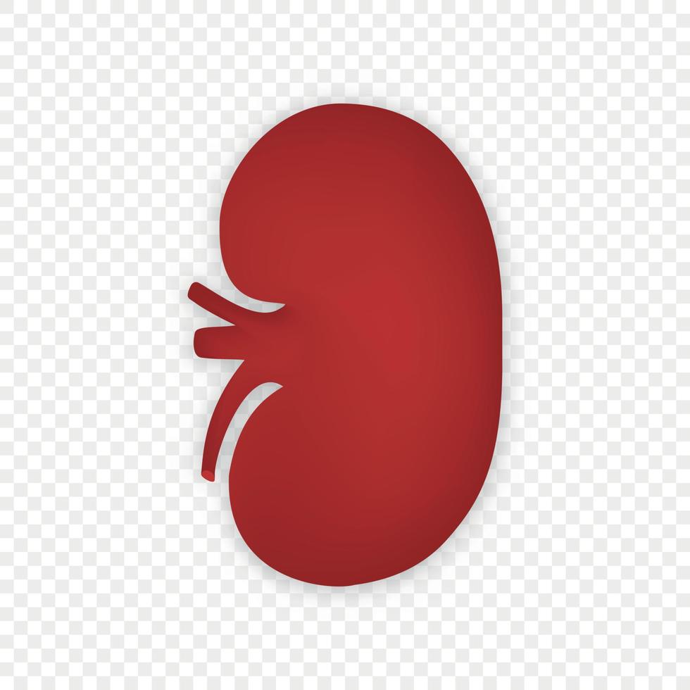 Modèle isolé d'icône de vecteur rénal humain de rein 3d pour votre conception