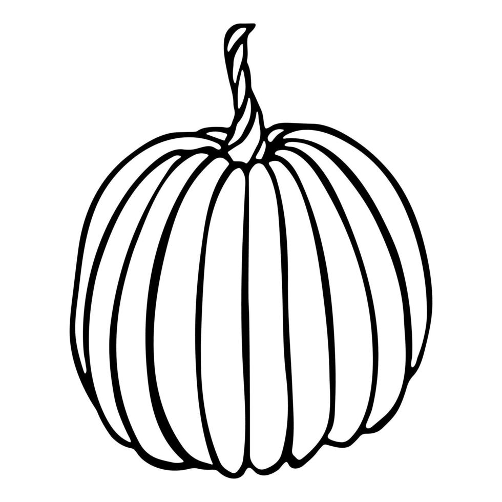 illustration vectorielle dessinée à la main de citrouille. objet isolé sur fond blanc. clipart de récolte de légumes. produit du marché agricole. éléments pour la conception d'automne, la décoration. vecteur