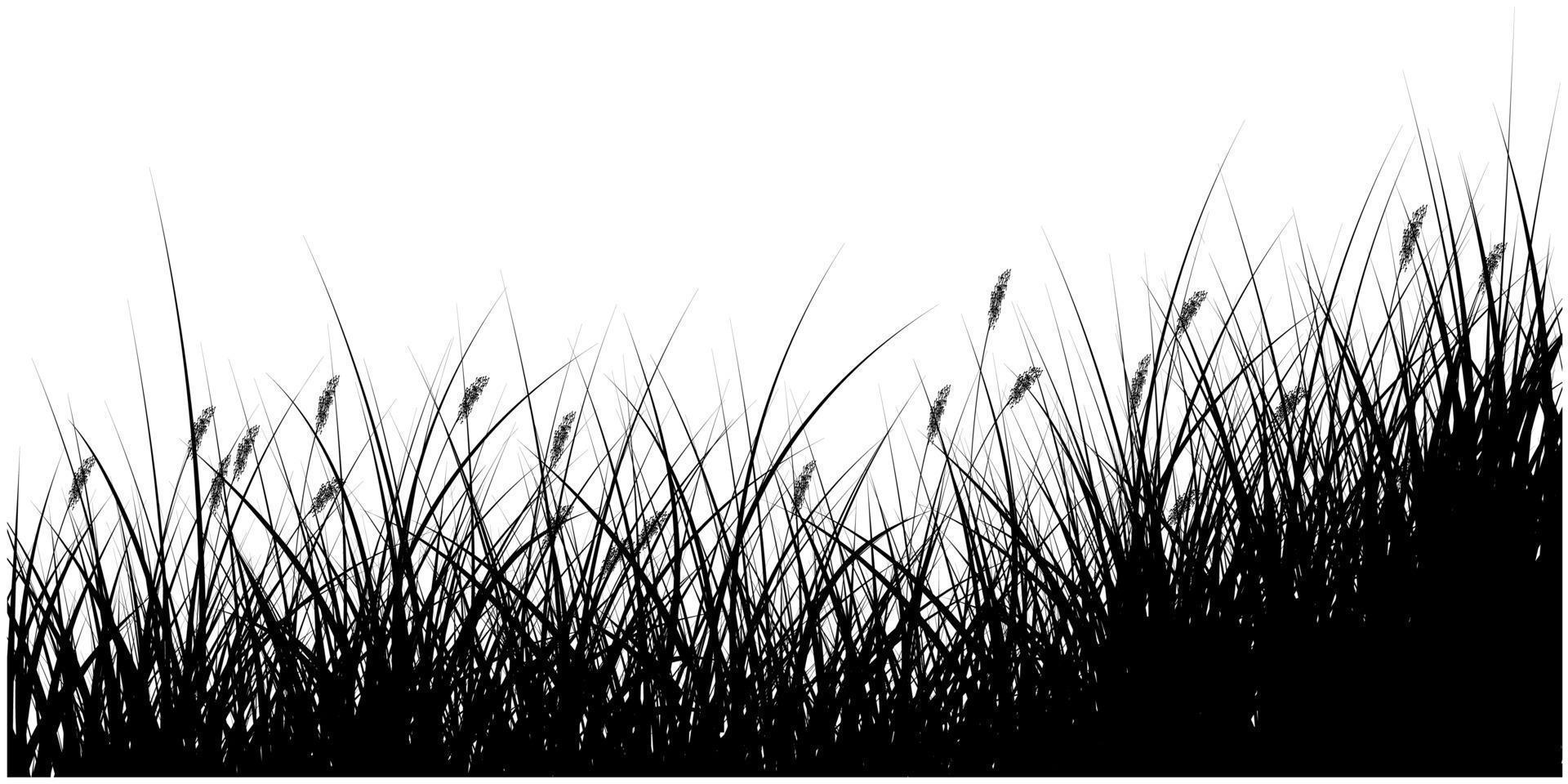 silhouette d'herbe de roseaux noirs, pour le fond ou la bannière vecteur