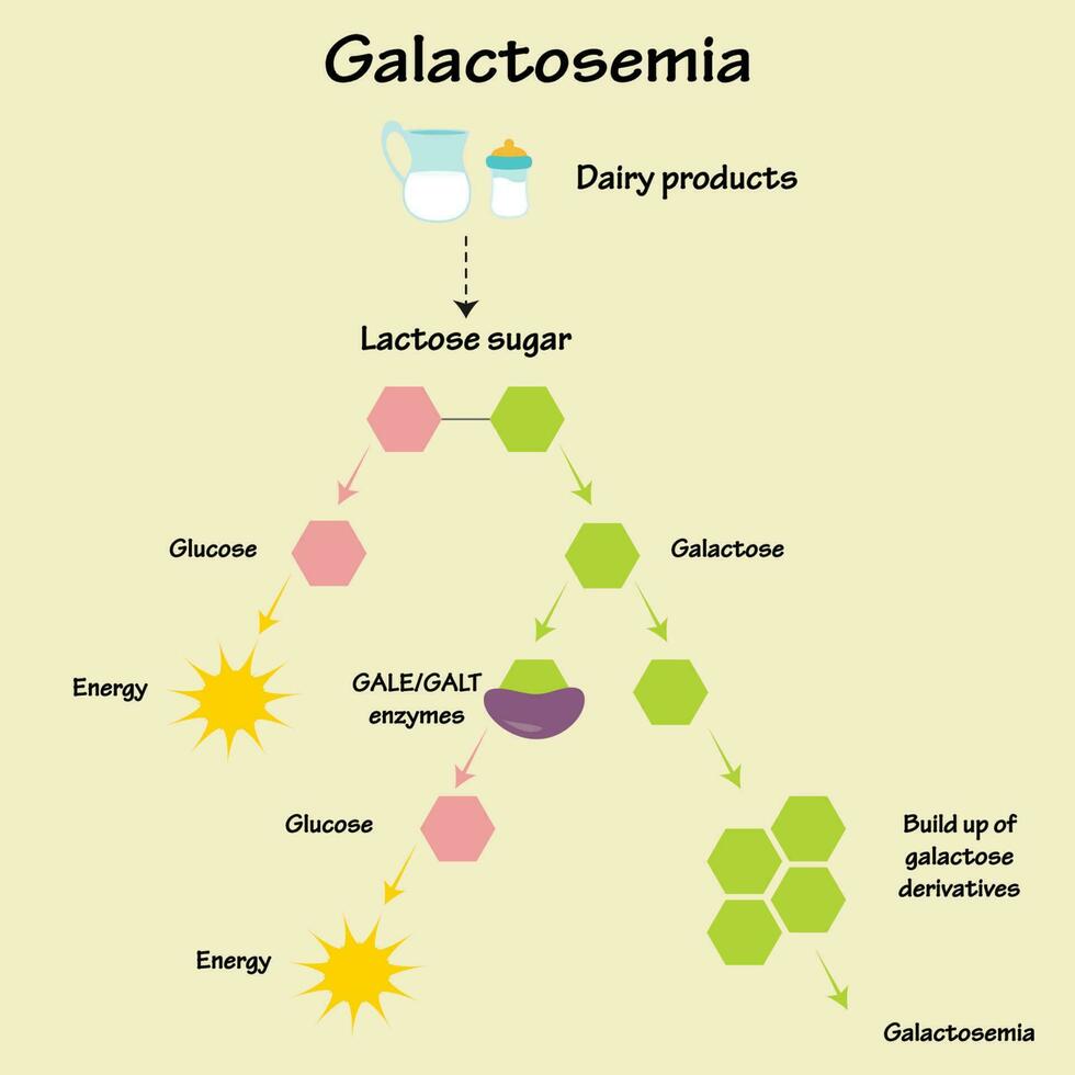 voie de la maladie de la galactosémie vecteur