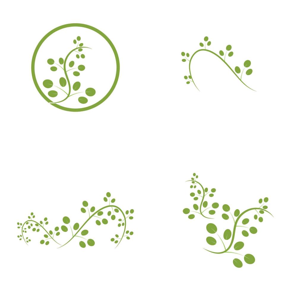 conception de vecteur d'illustration de logo de feuille de moringa