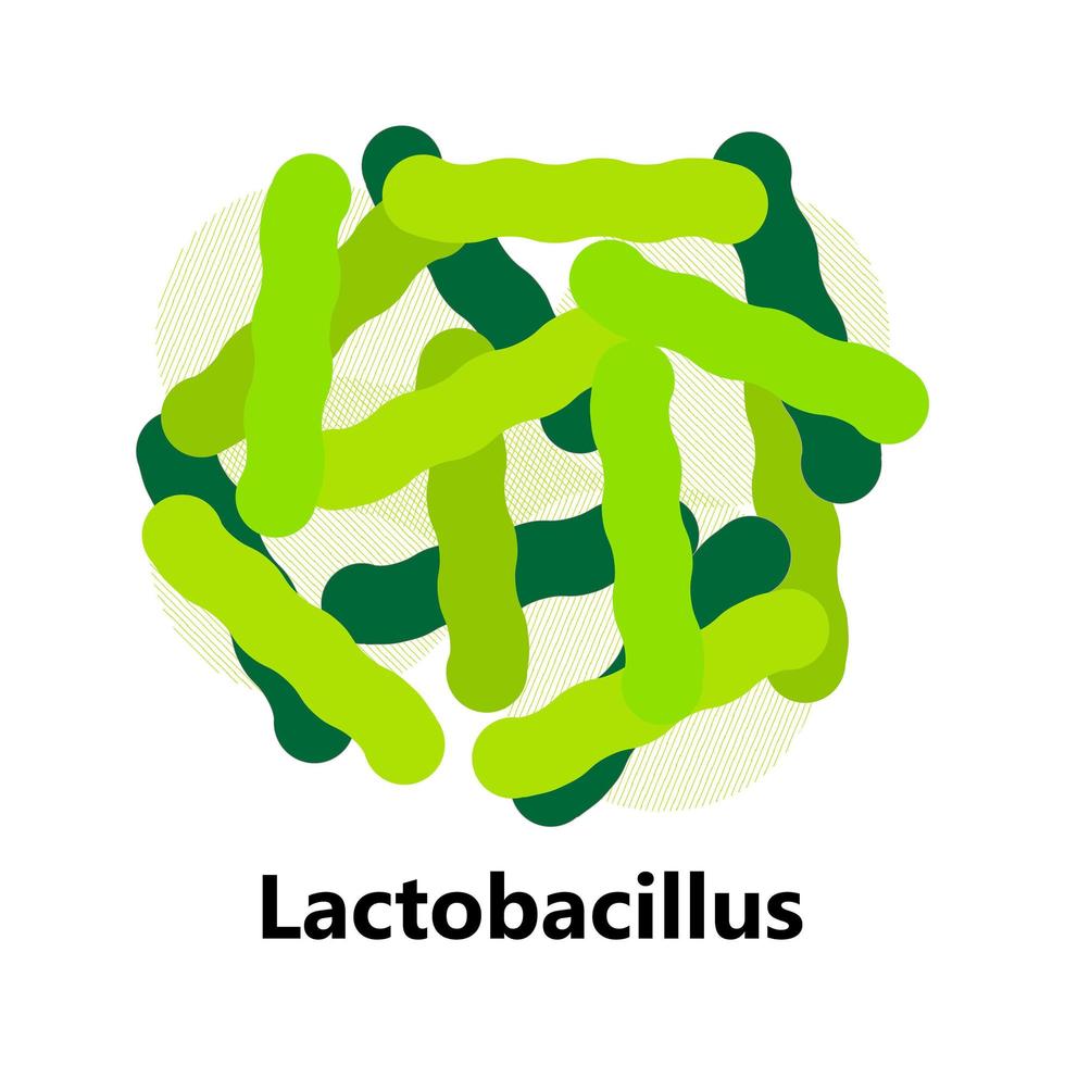 bactéries probiotiques. lactobacillus, logo bulgaricus avec texte. des symboles amorphes pour les produits laitiers sont représentés tels que le yogourt, l'acidophilus. lactococcus, propionibacterium sont représentés. vecteur