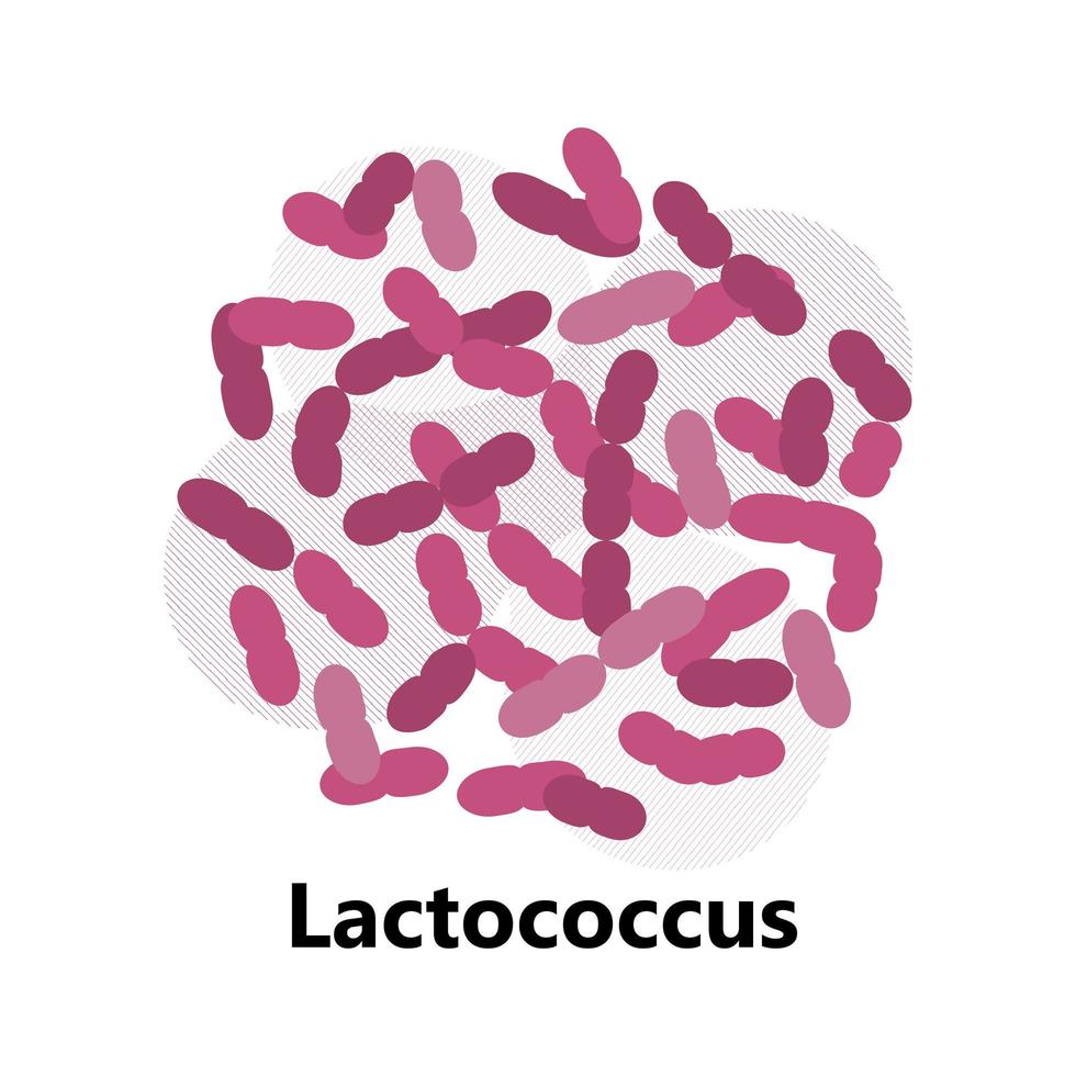 bactéries probiotiques. lactobacillus, logo bulgaricus avec texte. des symboles amorphes pour les produits laitiers sont représentés tels que le yogourt, l'acidophilus. lactococcus, propionibacterium sont représentés. vecteur