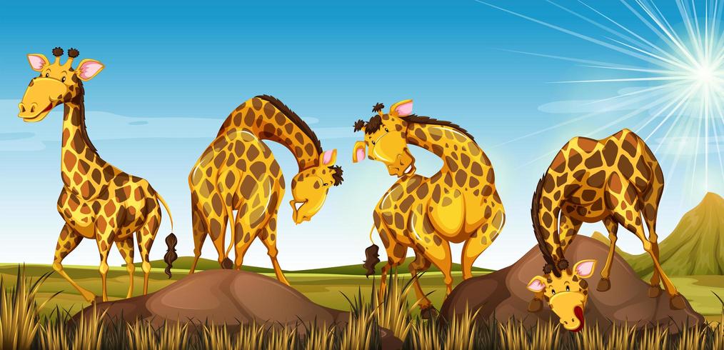 Quatre girafes dans un champ vecteur