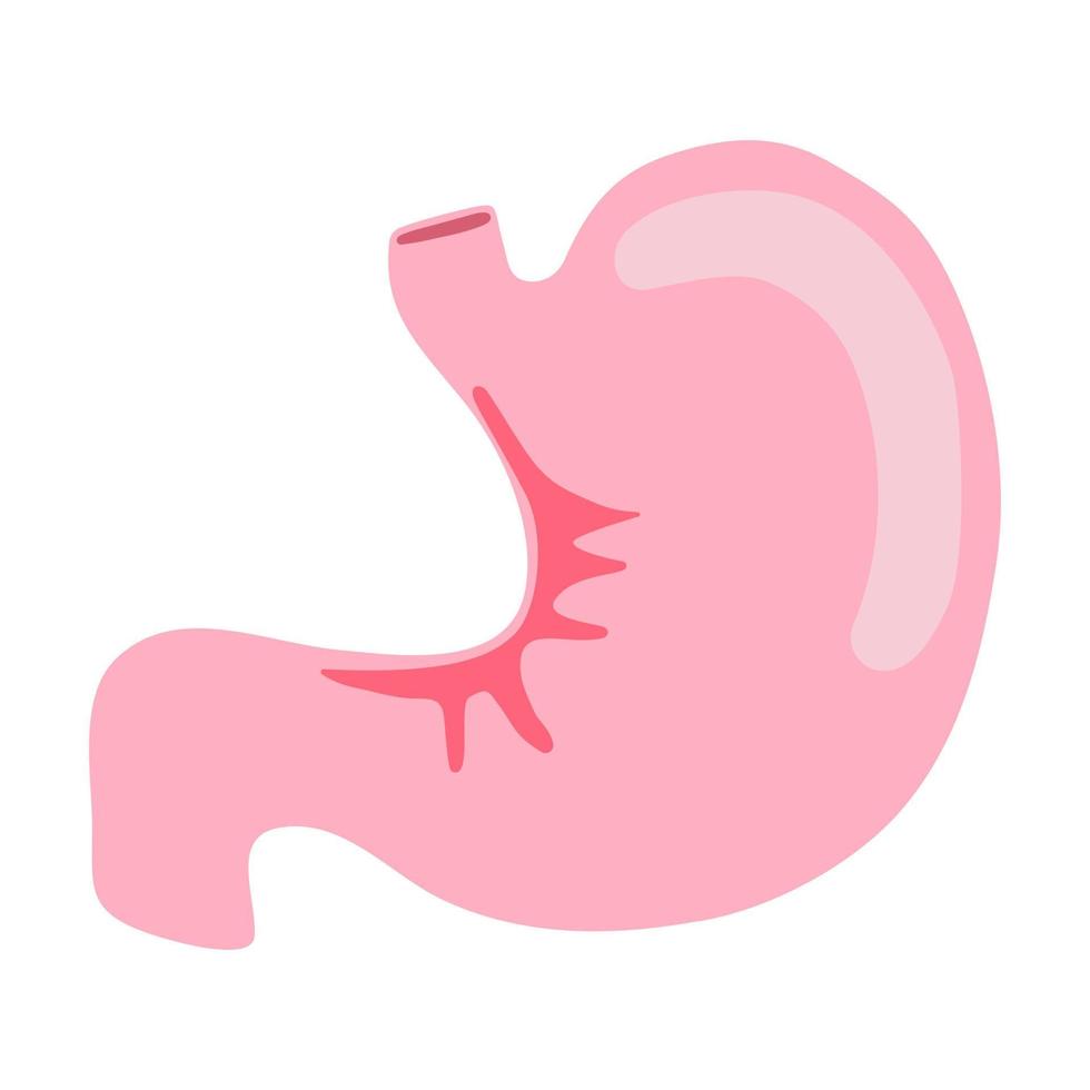 Anatomie des organes internes de l'estomac vecteur