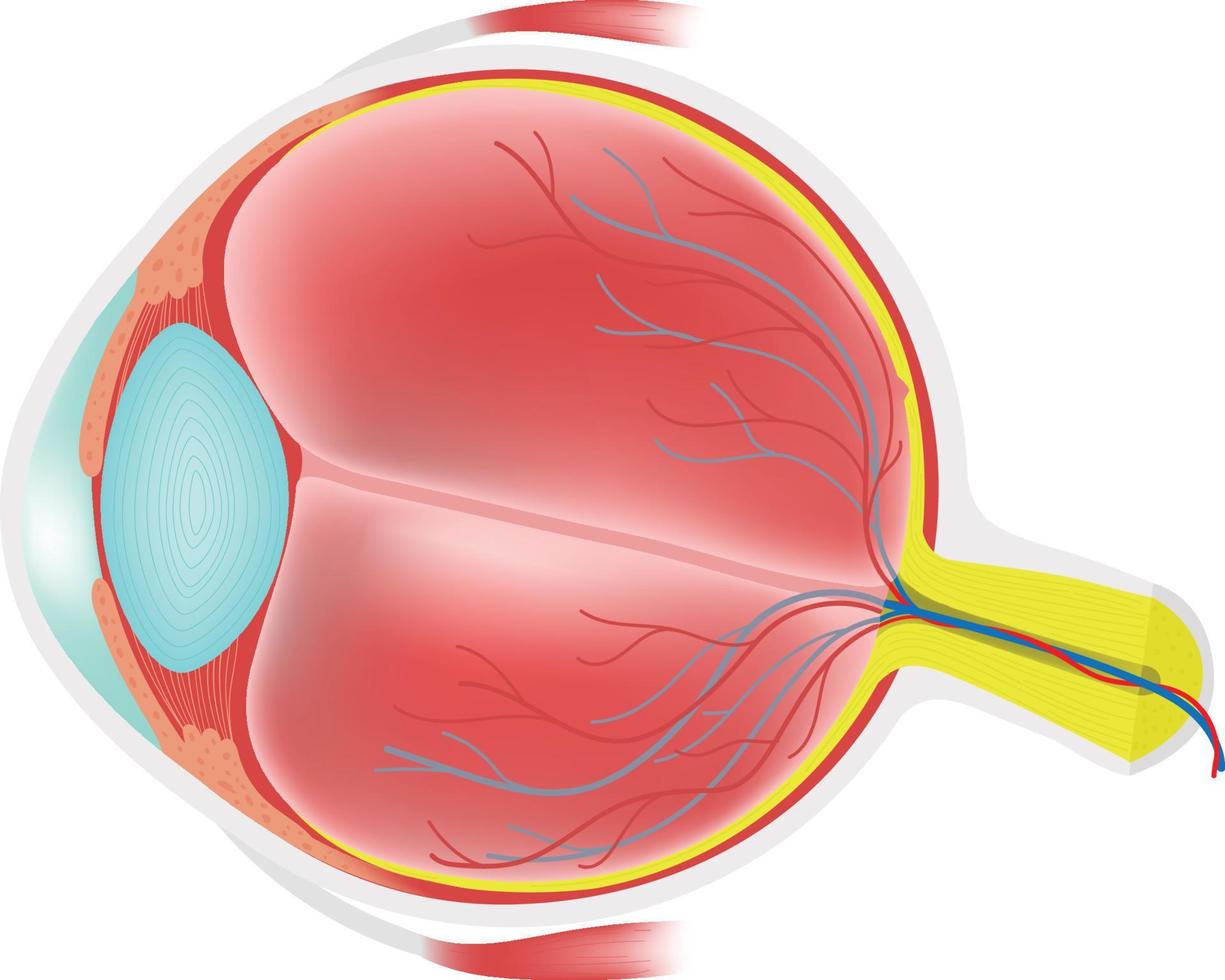 anatomie de l'oeil humain. vecteur