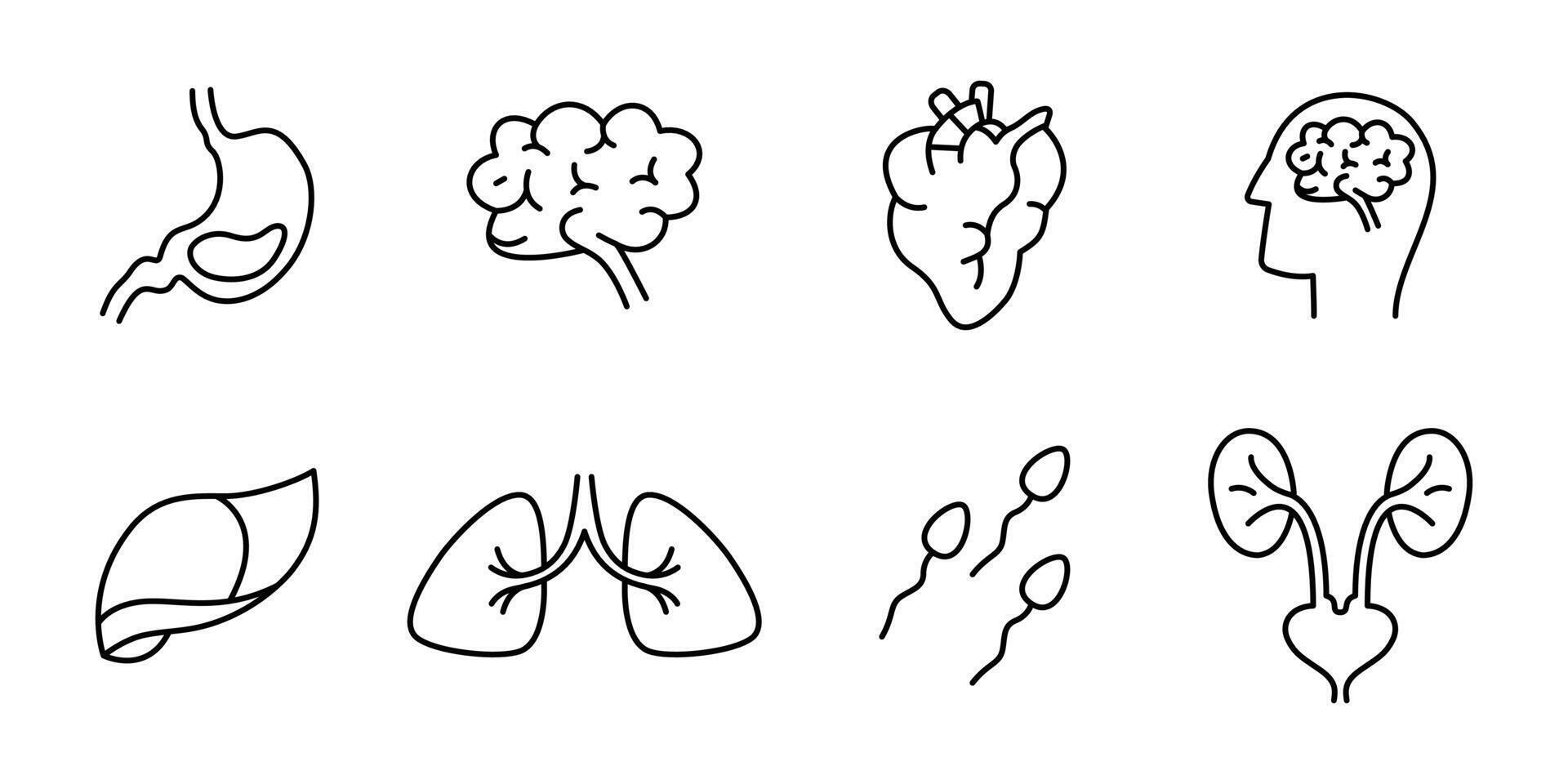 conception d'illustration d'icône d'organe humain. icônes de lignes vectorielles liées aux organes internes simples vecteur