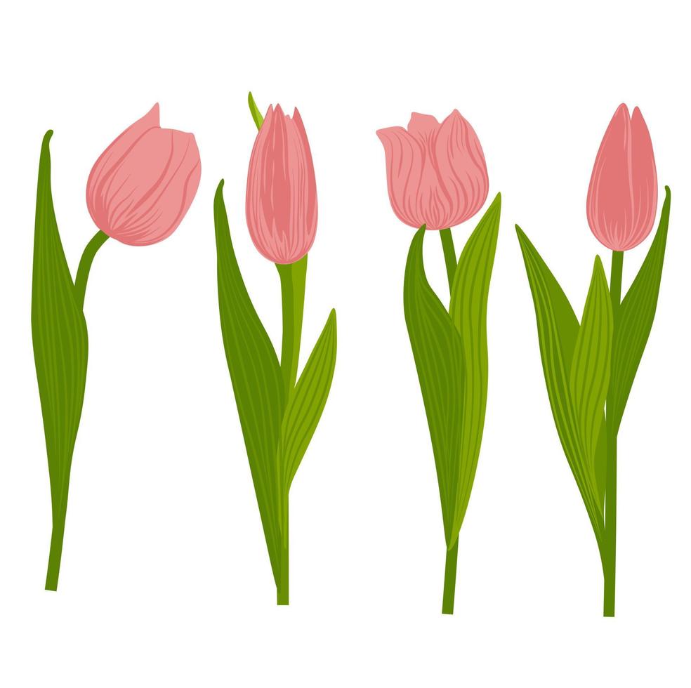 un ensemble de tulipes roses printanières. illustration de stock de vecteur. fleurs délicates. isolé sur fond blanc. une plante d'oignon vivace. vecteur