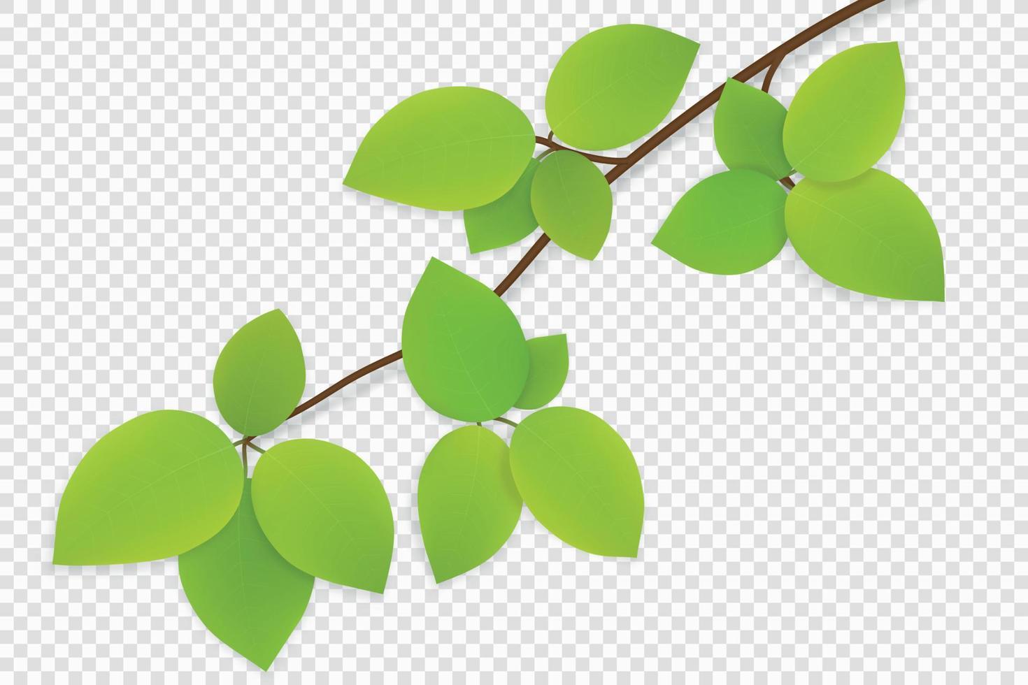 feuilles vertes sur une branche d'arbre isolée vecteur