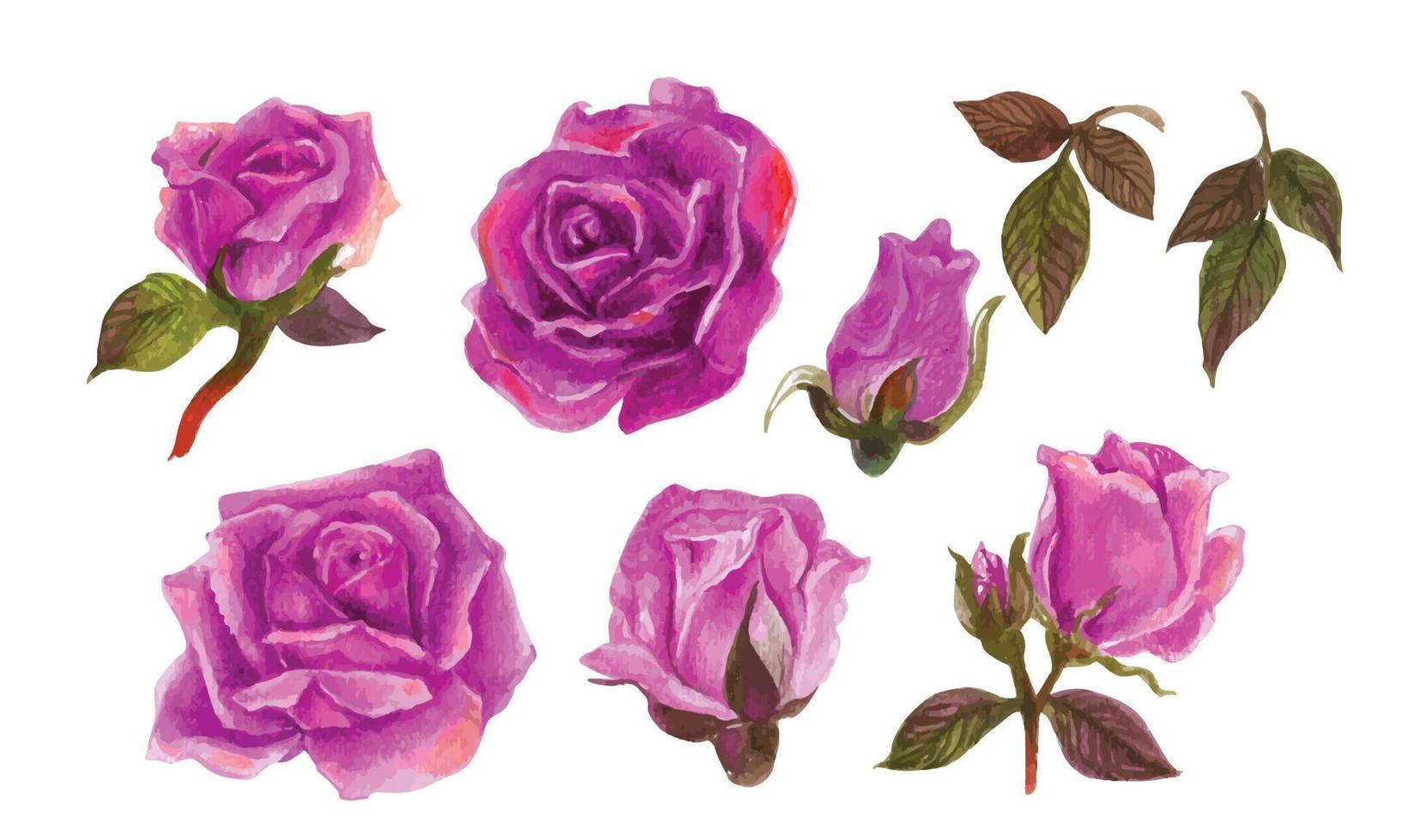 ensemble d'éléments aquarelles roses. illustration vectorielle. vecteur