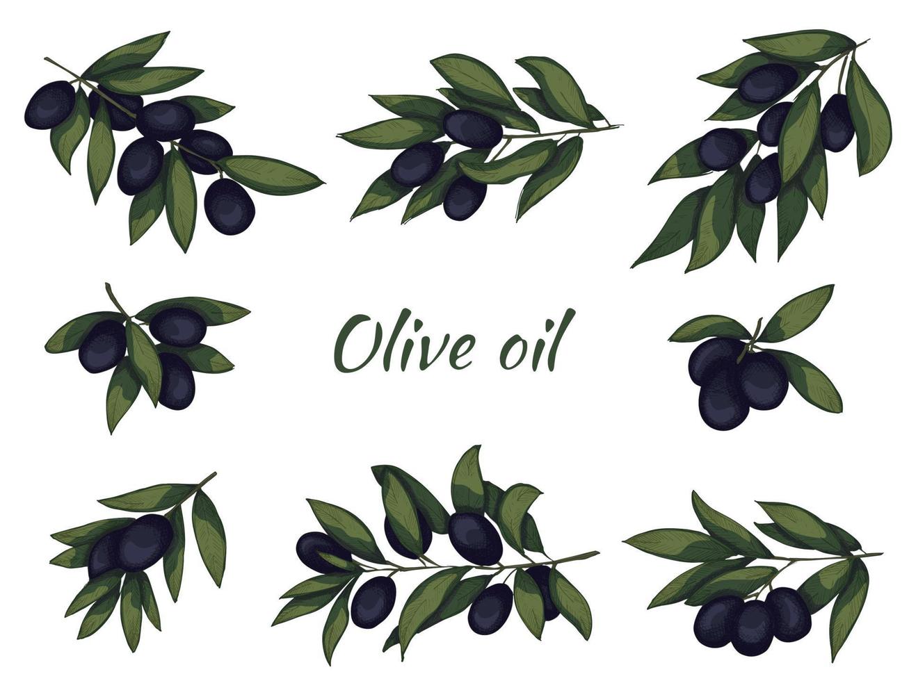 illustration vectorielle de branche d'olivier. clipart alimentaire écologique dessiné à la main coloré isolé sur fond blanc. pour l'impression, le web, le design, la décoration. vecteur