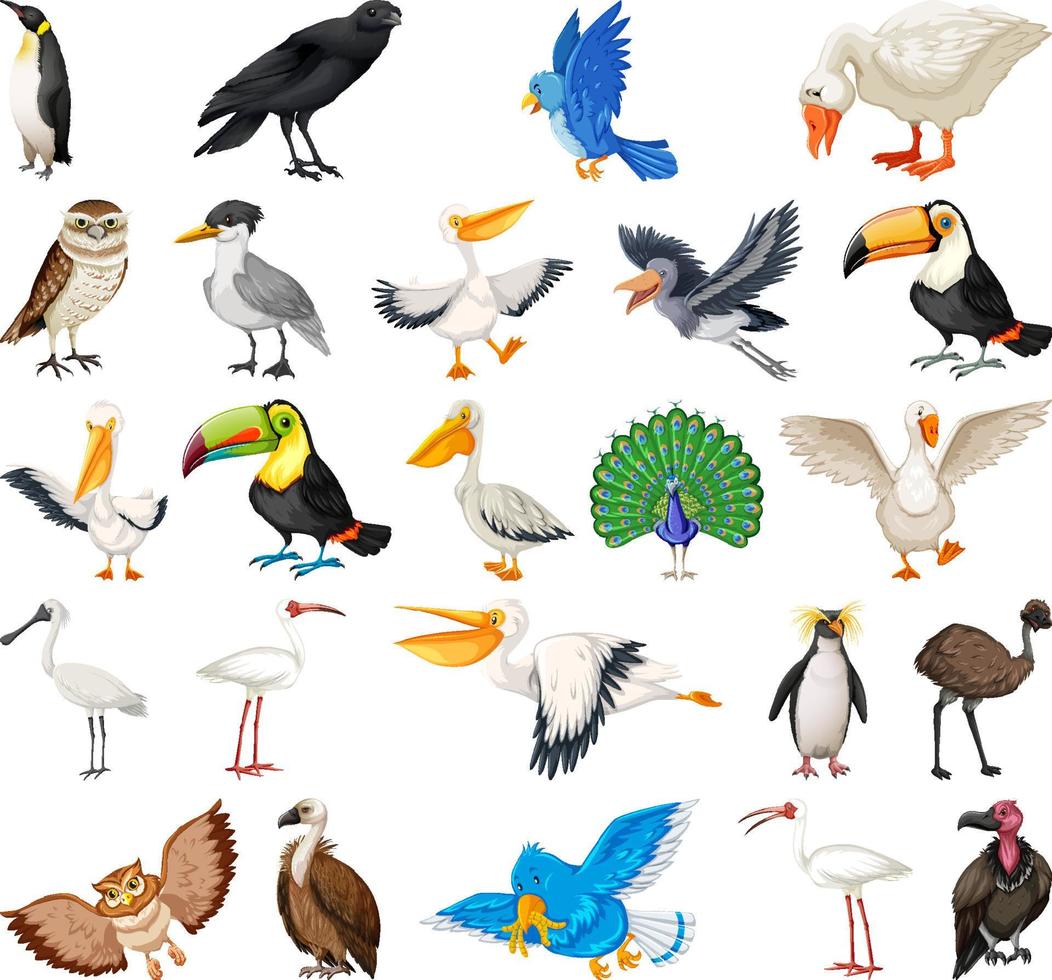 collection de différents types d'oiseaux vecteur