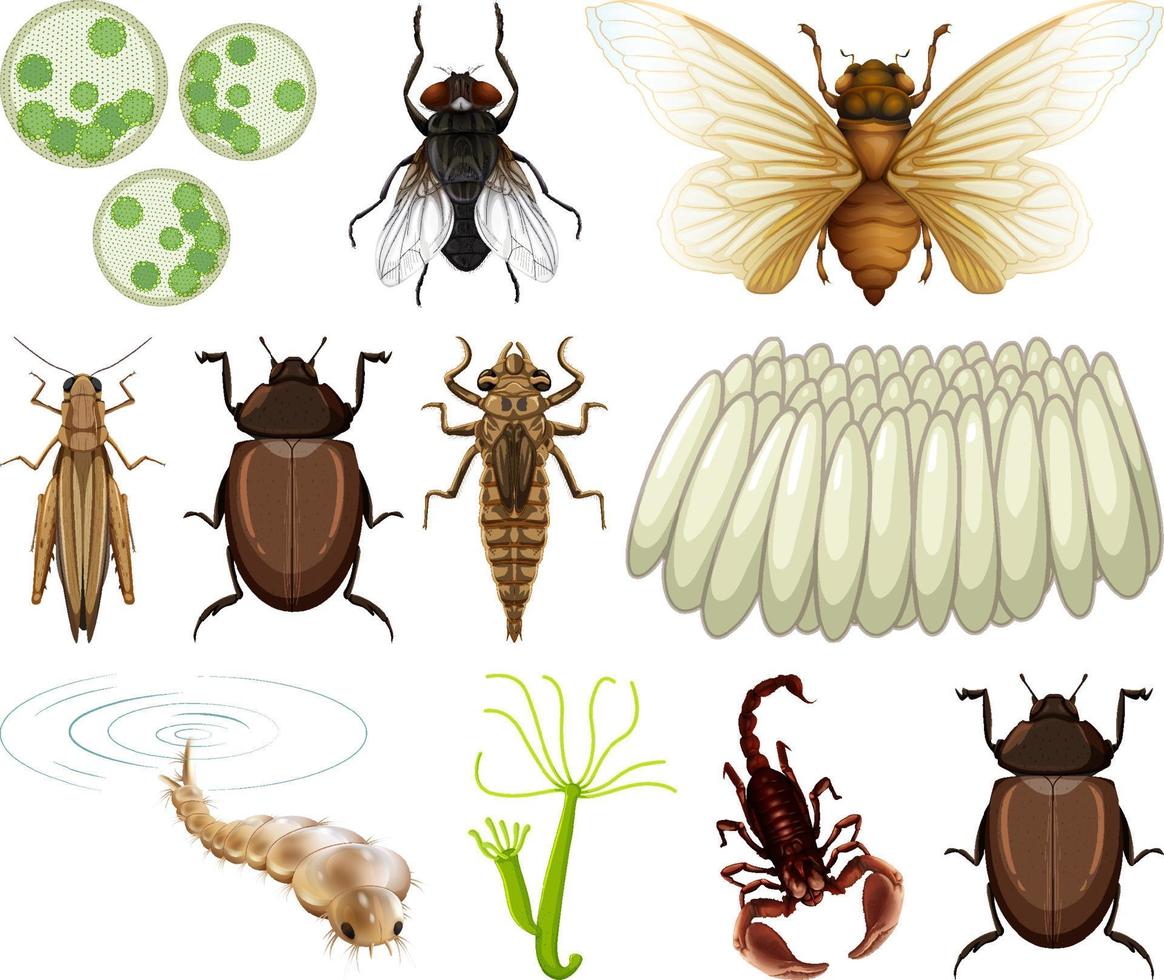 différents types d'insectes et d'animaux sur fond blanc vecteur