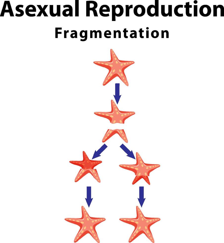 reproduction asexuée fragmentation avec étoile de mer vecteur