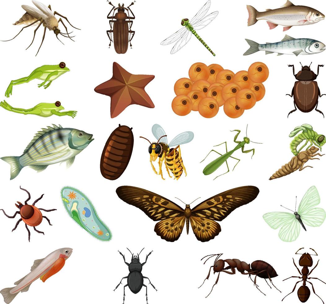 différents types d'insectes et d'animaux sur fond blanc vecteur