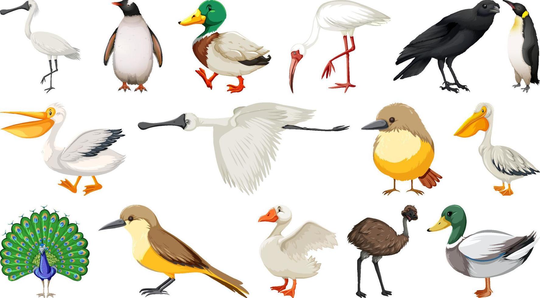 collection de différents types d'oiseaux vecteur