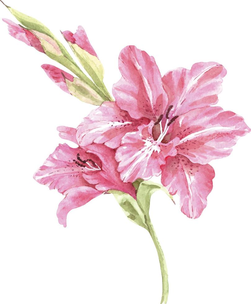branche de fleurs de lys roses, illustration aquarelle. vecteur