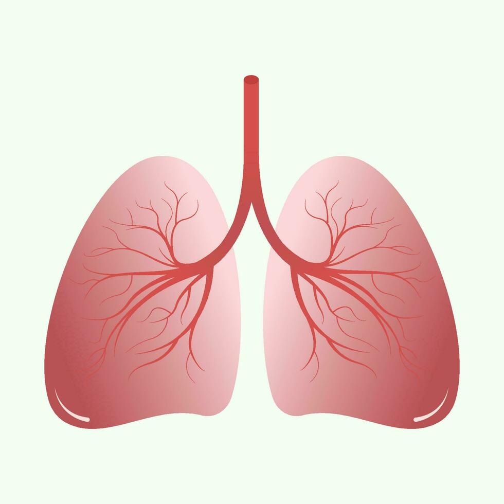 illustration des poumons humains vecteur