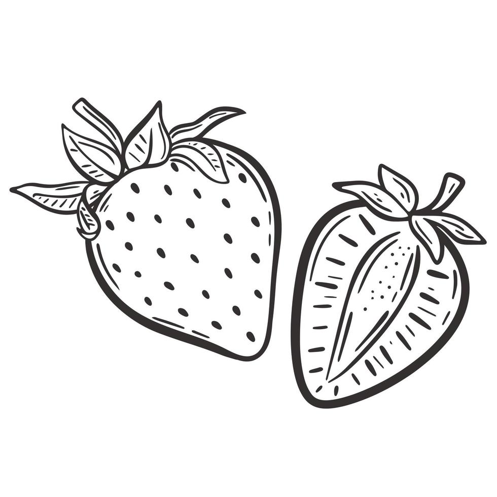 illustration vectorielle de fraise entière et demi croquis vecteur