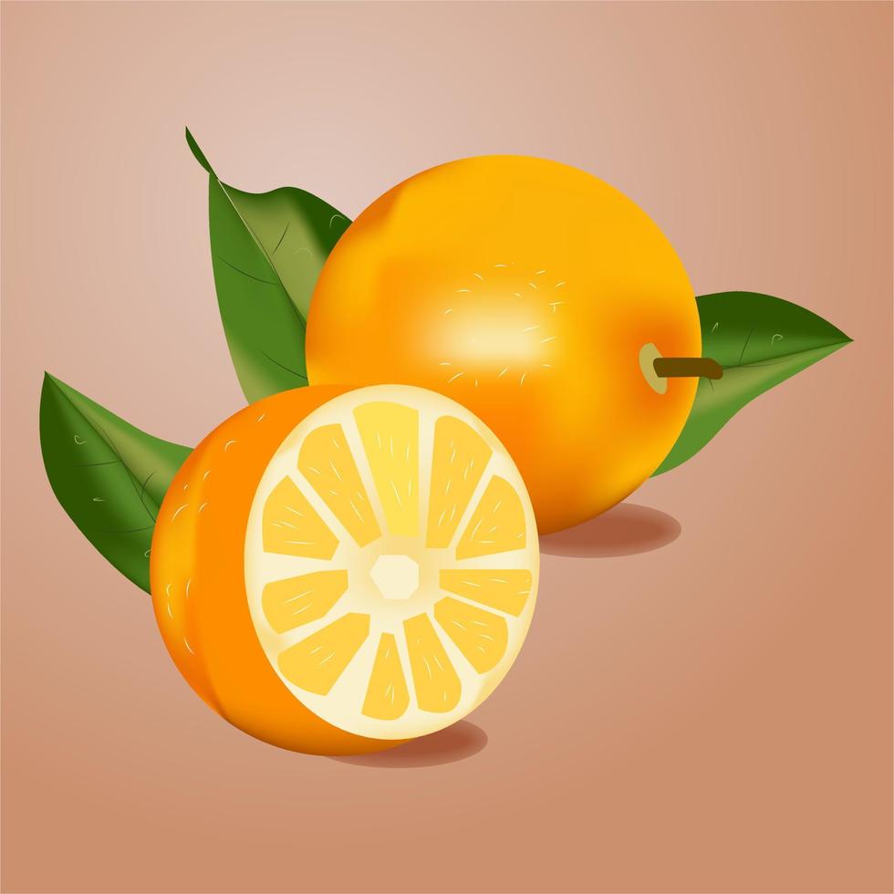 illustration vectorielle oranges vecteur