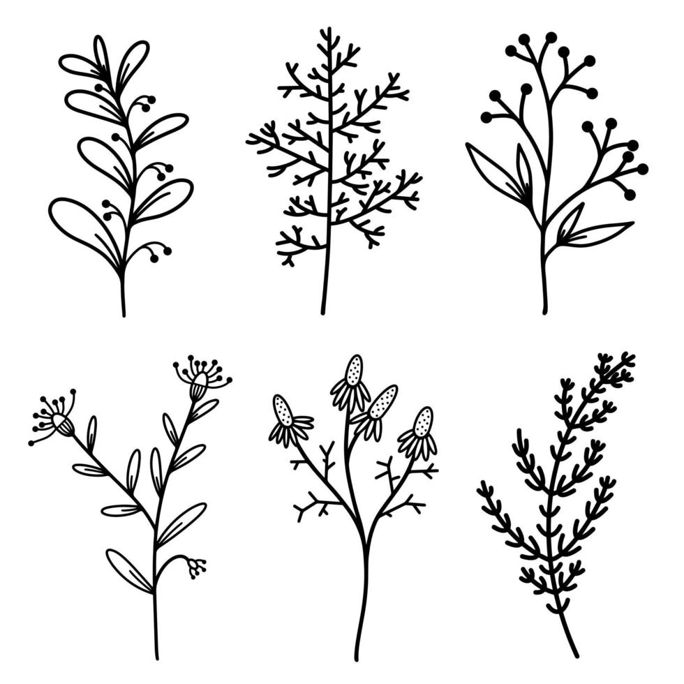 ensemble vectoriel d'éléments botaniques. rameaux avec feuilles, baies, inflorescences. fleurs sauvages, plantes sauvages, herbes. doodle noir dessiné à la main. contour de branche, croquis. illustration isolée sur fond blanc