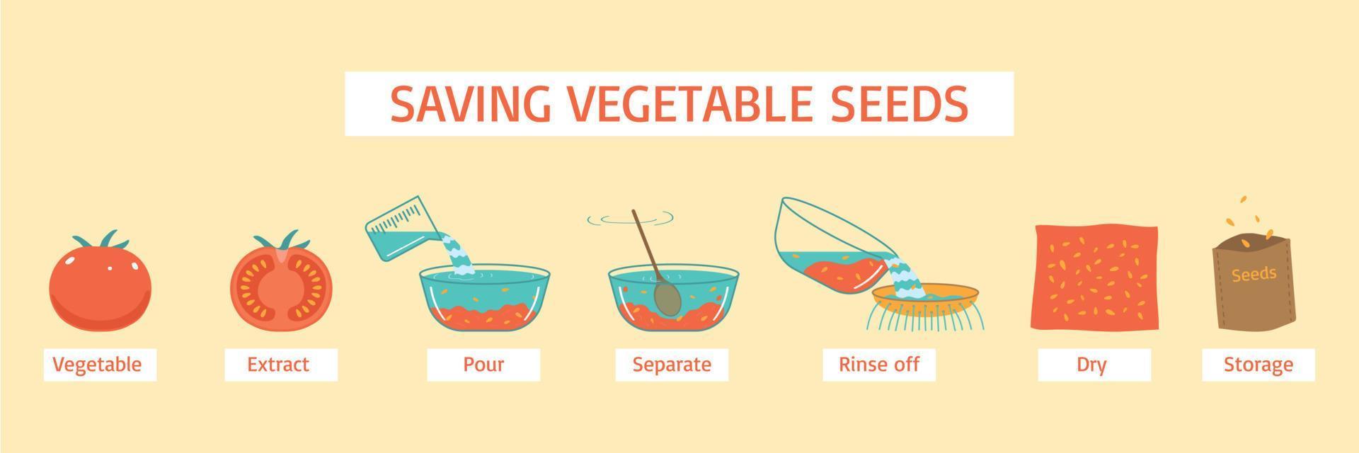 schéma de conservation des graines de légumes vecteur