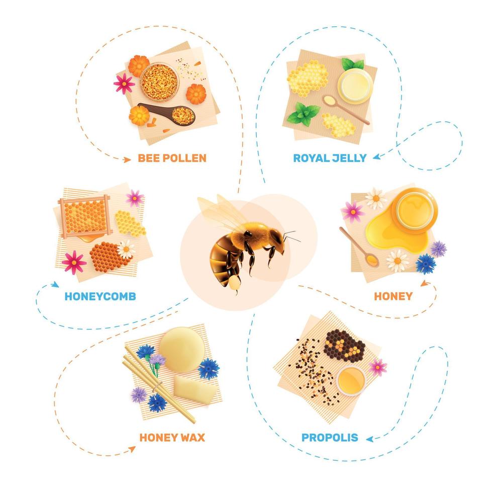 infographie de l'organigramme des produits apicoles vecteur