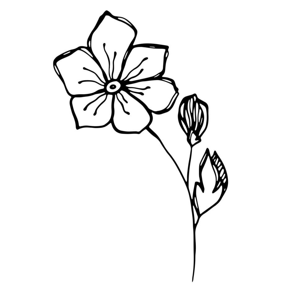 délicat croquis noir et blanc d'une fleur de printemps. illustration vectorielle dans un style dessiné à la main. vecteur