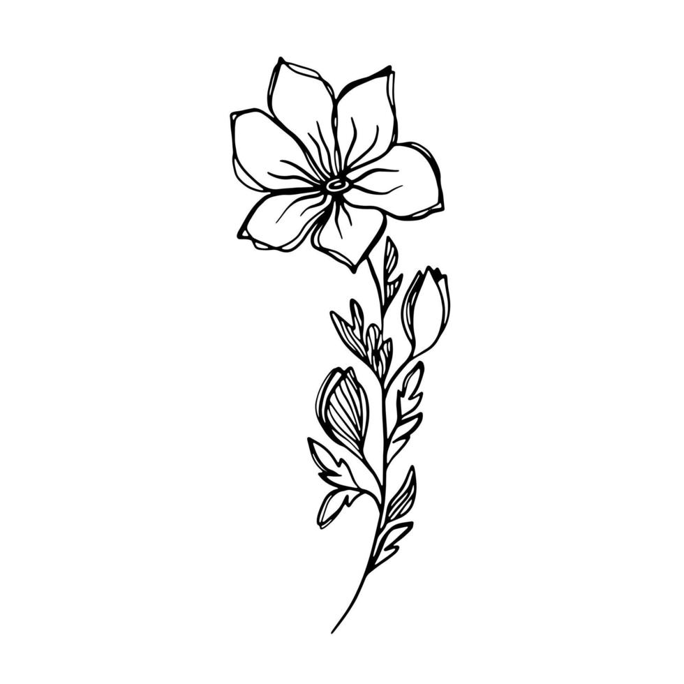 délicat croquis noir et blanc d'une fleur de printemps. illustration vectorielle dans un style dessiné à la main. vecteur