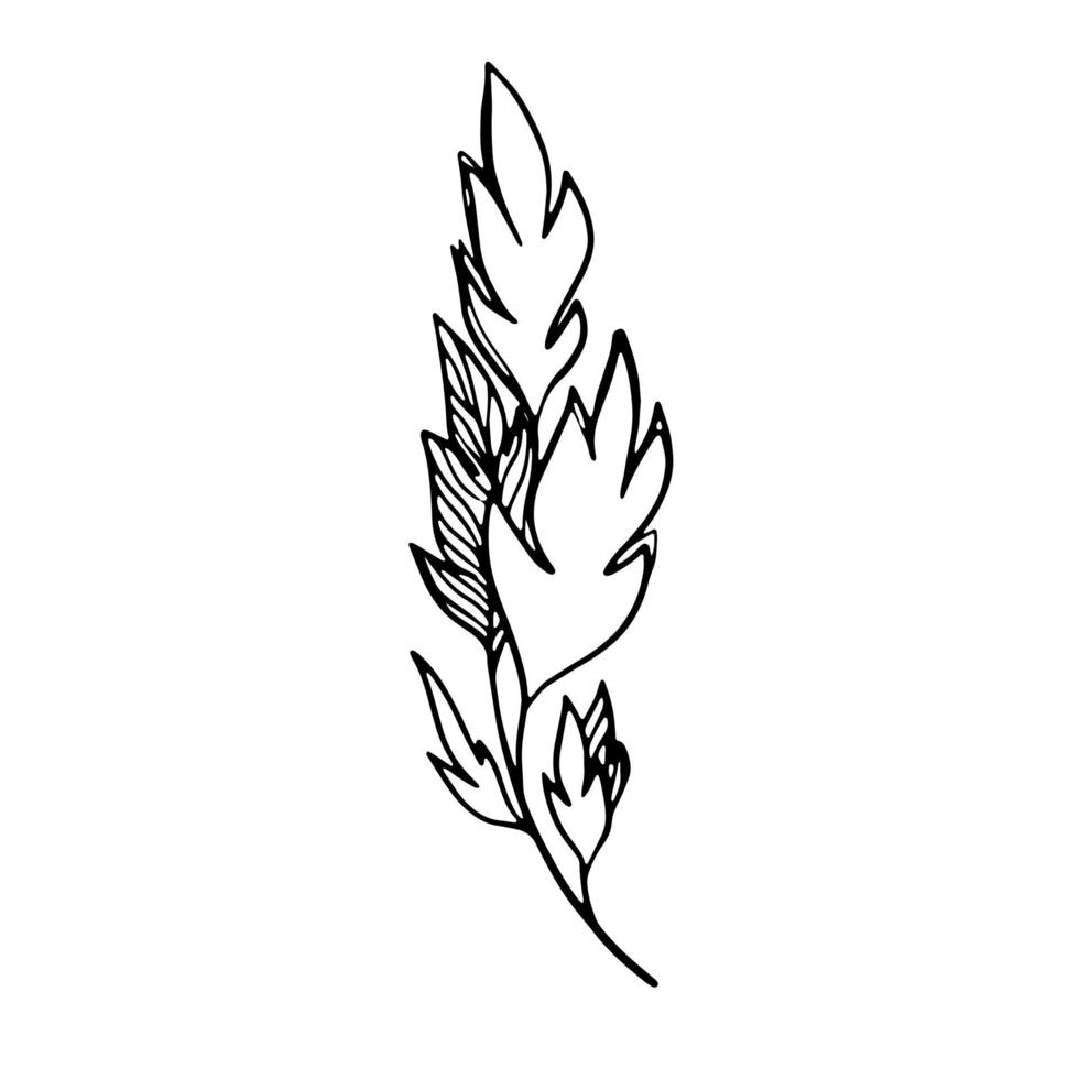 délicat croquis noir et blanc de feuilles. illustration vectorielle dans un style dessiné à la main. vecteur