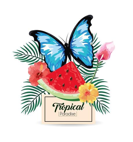 étiquette avec la pastèque tropicale et papillon avec des plantes vecteur