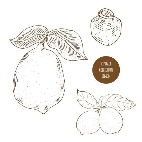 Citron. Ensemble dessiné à la main d&#39;herbes cosmétiques et de plantes isolées sur fond blanc. vecteur