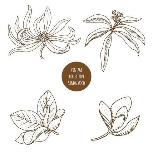 Bois de santal. Ensemble dessiné à la main d&#39;herbes cosmétiques et de plantes isolées sur fond blanc. vecteur