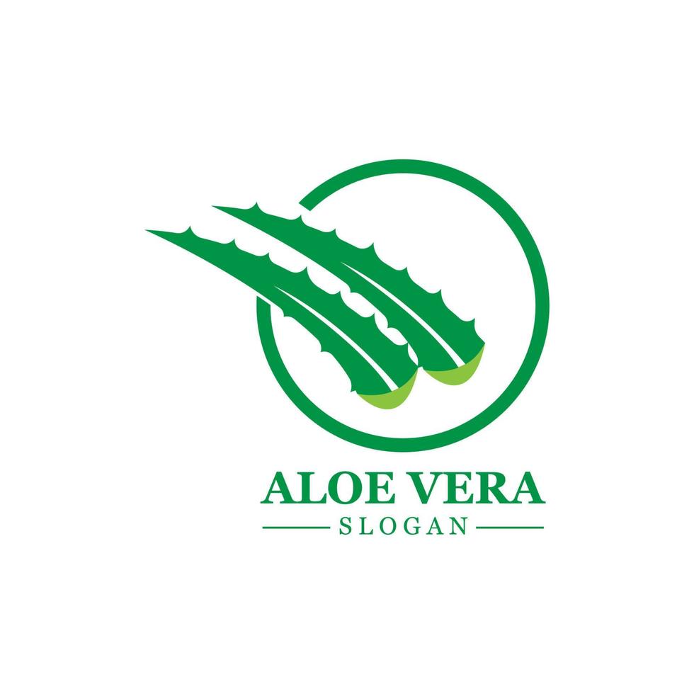 plante verte aloe vera logo vecteur icône symbole de nombreux avantages