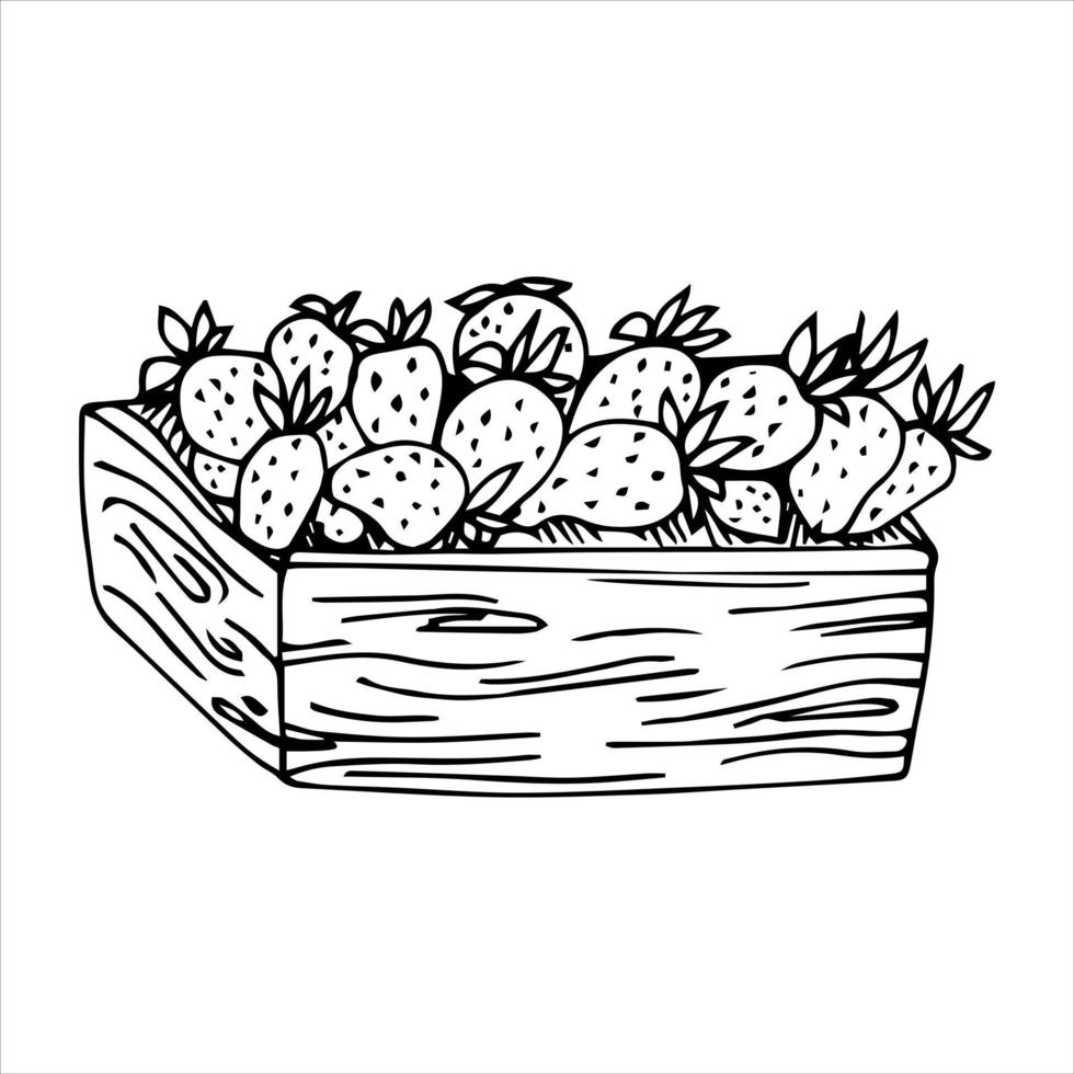 fraises dans le panier.box.doodles, vecteur, illustration en noir et blanc, livre de coloriage pour adultes et enfants. vecteur