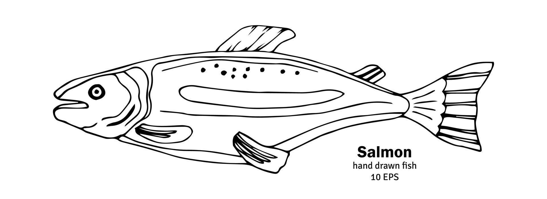 vecteur de poisson saumon. illustration de croquis de saumon rose. fruits de mer à la truite. icône de doodle vintage dessiné à la main. fruits de mer, logo à l'encre noire et blanche. dessin d'art dans un style vintage
