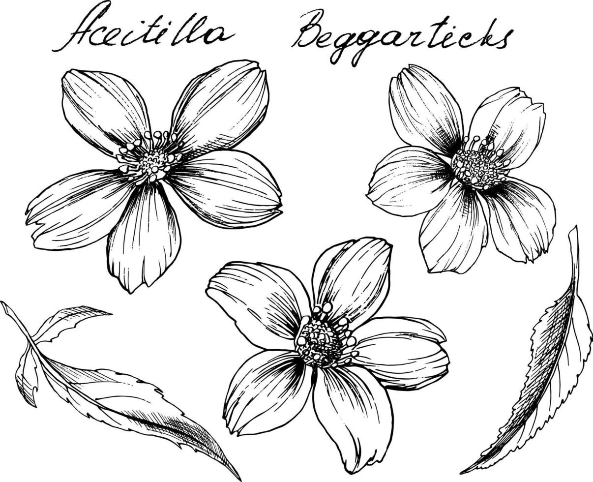 illustration botanique dessinée à la main de bidens. chaque élément est isolé. très facile à modifier pour n'importe lequel de vos projets. illustration vectorielle vecteur