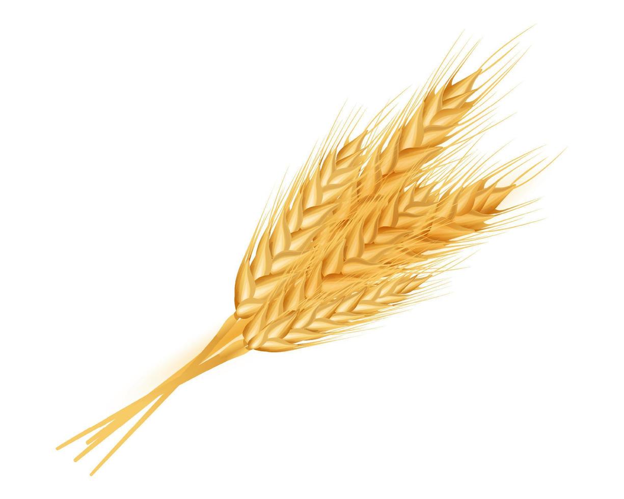 épis de blé mûrs, épillets et grains. élément de design pour produits biologiques, boulangerie, agriculture.isolé sur fond blanc.illustration vectorielle. vecteur