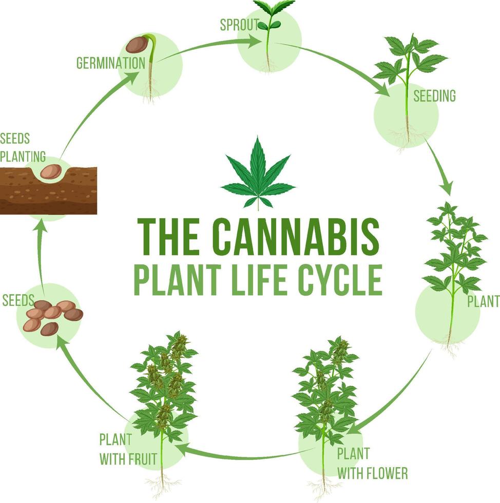 cycle de vie de la plante de cannabis vecteur