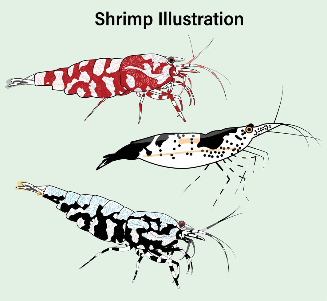 un ensemble d'illustration vectorielle de crevettes vecteur