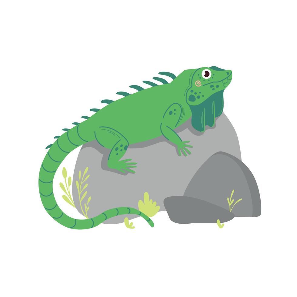 mignon iguane vert avec une longue queue sur des pierres. animal mignon de zoo pour la conception d'enfants d'isolement sur le blanc vecteur