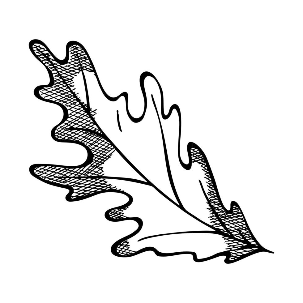 feuille de chêne dessinée à la main de vecteur. illustration d'automne isolée sur fond blanc. clipart botanique détaillé. vecteur