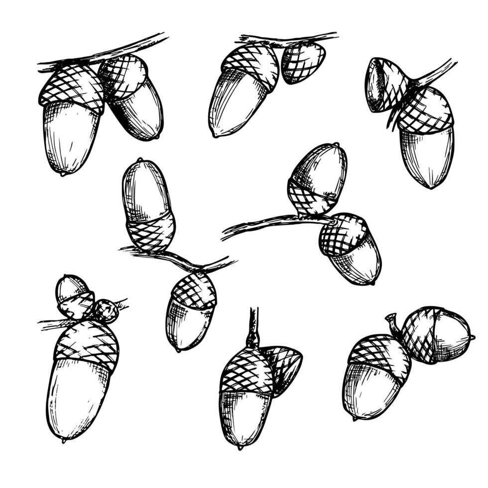 illustration de gland dessinés à la main de vecteur isolé sur fond blanc. croquis de botanique d'automne.