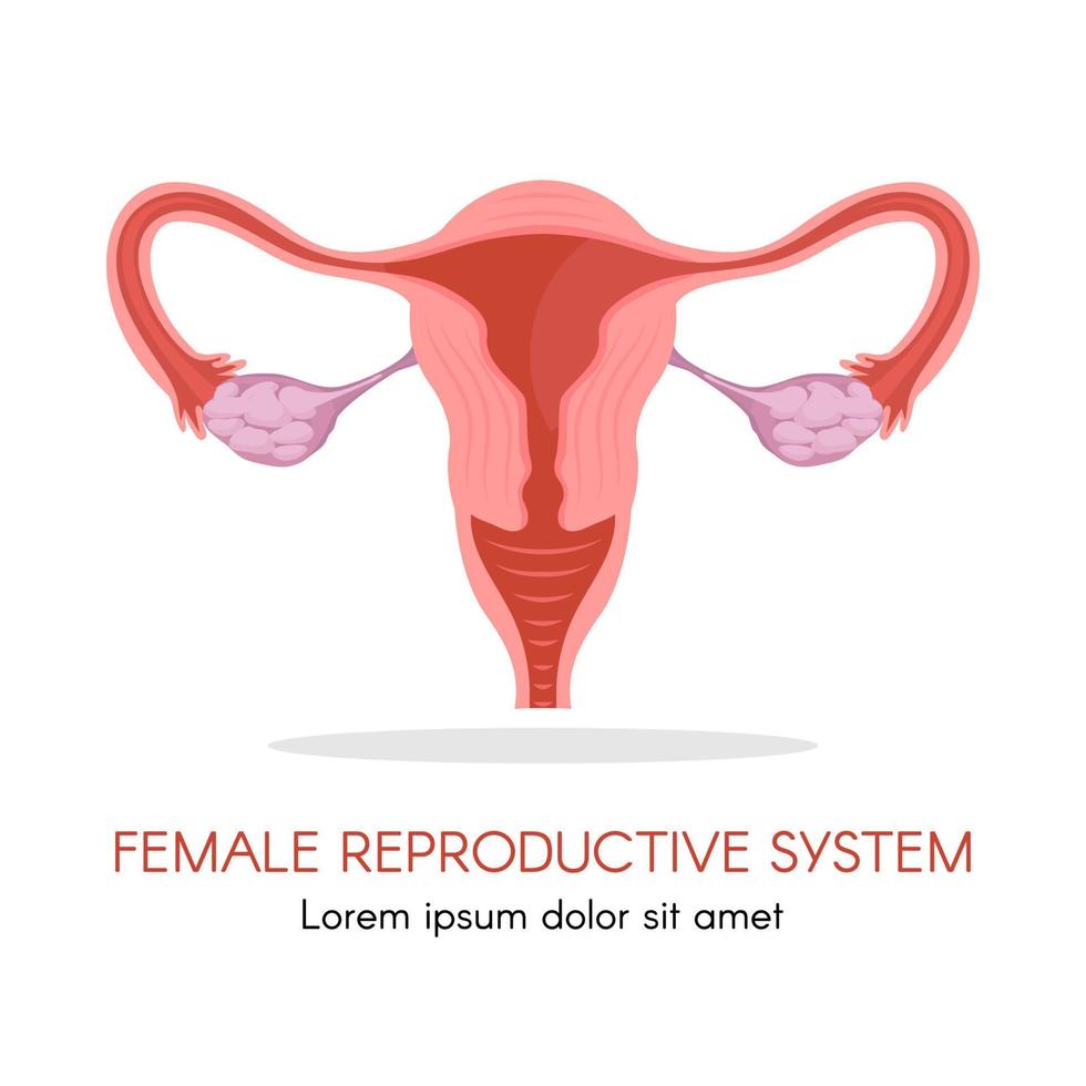 utérus et ovaires, organes du système reproducteur féminin vecteur