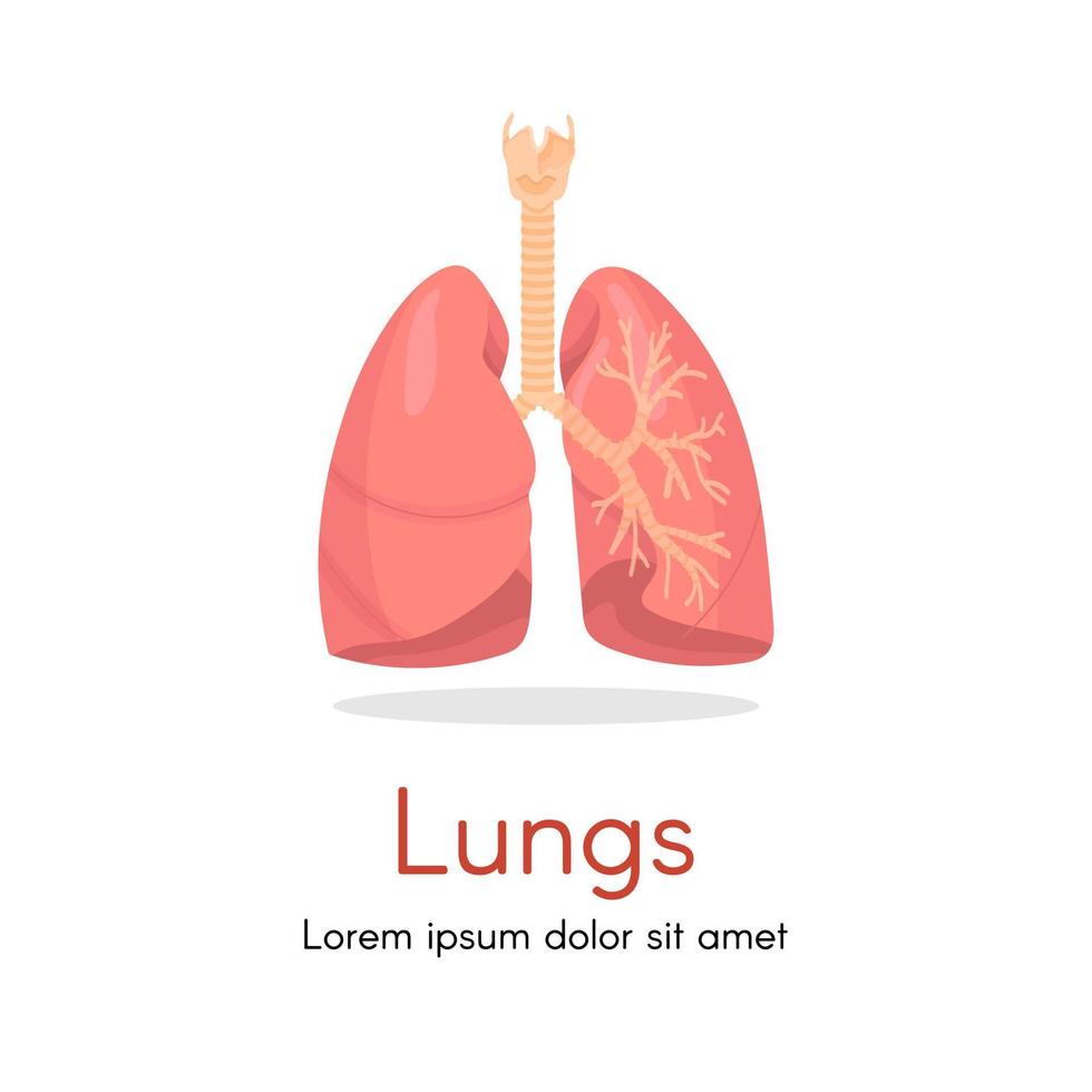 poumons - organe interne humain. illustration des poumons humains. illustration vectorielle. vecteur